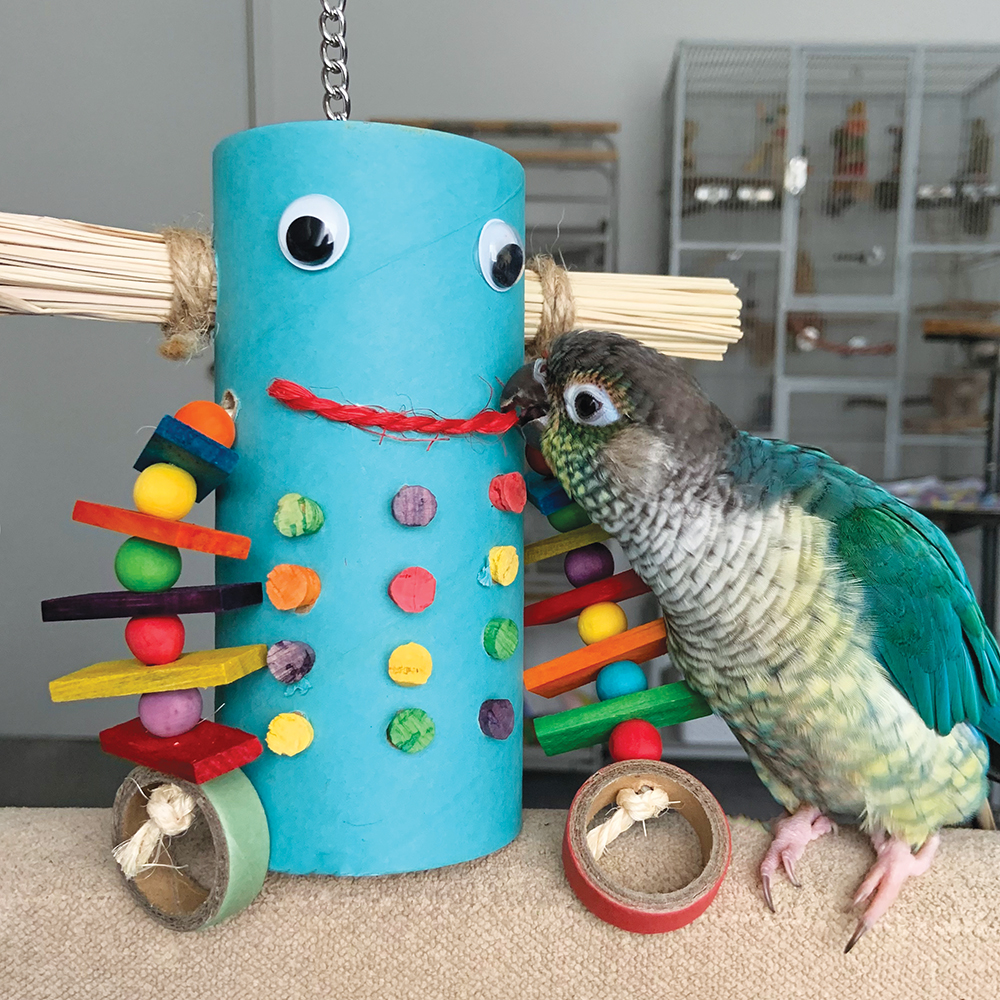 Mr Robot Parrot Toy 