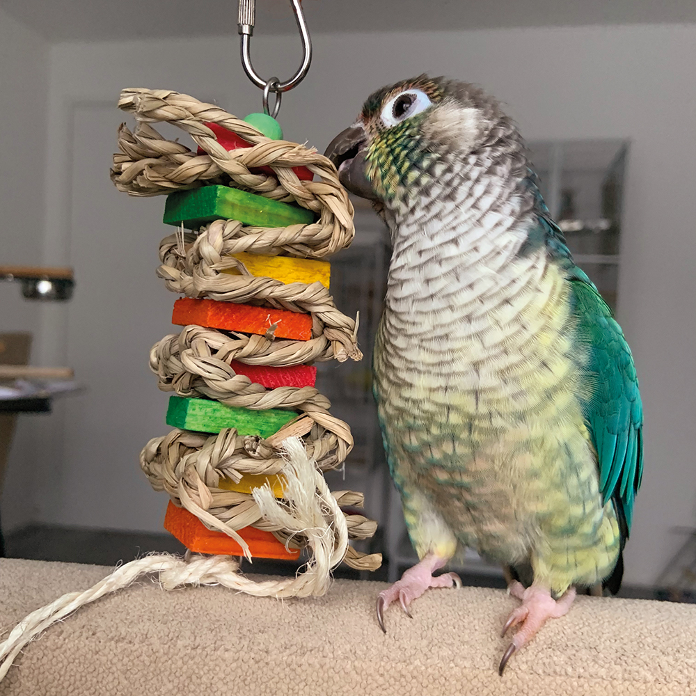 Sea Grass Criss Cross Stack Chewable Parrot Toy